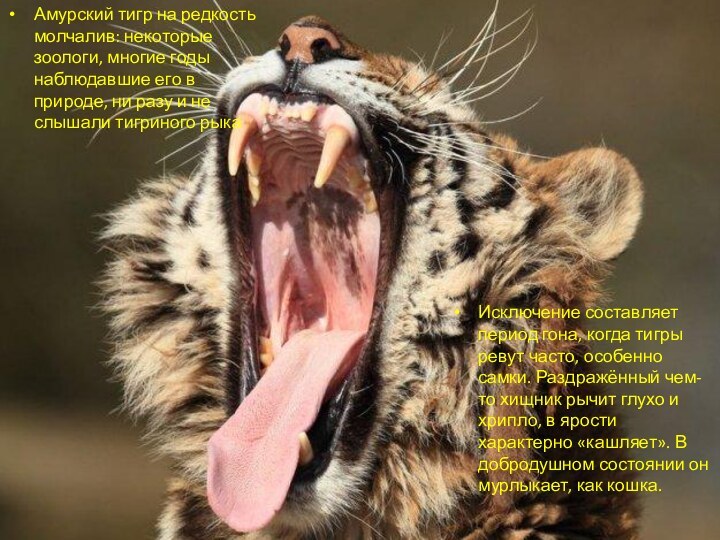 Амурский тигр на редкость молчалив: некоторые зоологи, многие годы наблюдавшие его в