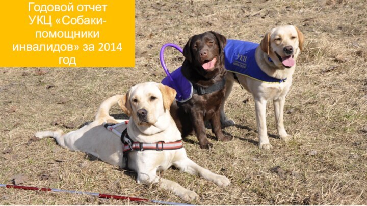 Годовой отчет УКЦ «Собаки-помощники инвалидов» за 2014 год