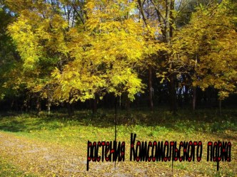 Растения Комсомольского парка