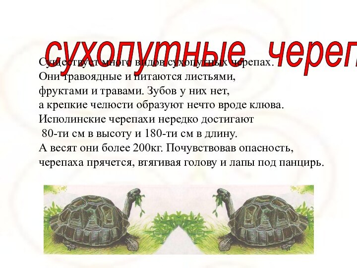 сухопутные  черепахиСуществует много видов сухопутных черепах. Они травоядные и питаются листьями,