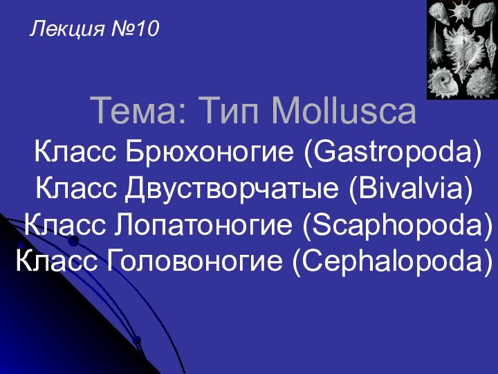 Тема: Тип Mollusca   Класс Брюхоногие (Gastropoda) Класс Двустворчатые (Bivalvia)