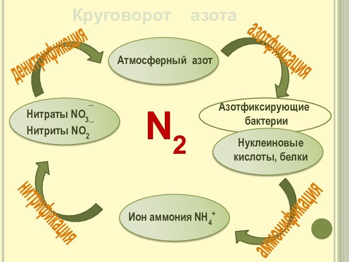 Круговорот  азотаазотфиксацияденитрификацияаммонификациянитрификацияN2