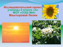 Цель исследования: влияние солнца на рост и развитие растения