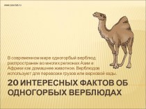 20 интересных фактов из жизни одногорбных верблюдах
