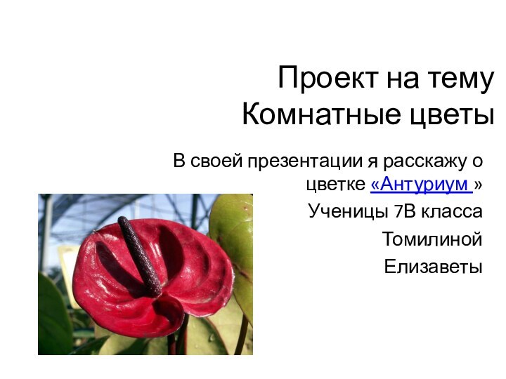 Проект на тему  Комнатные цветыВ своей презентации я расскажу о цветке