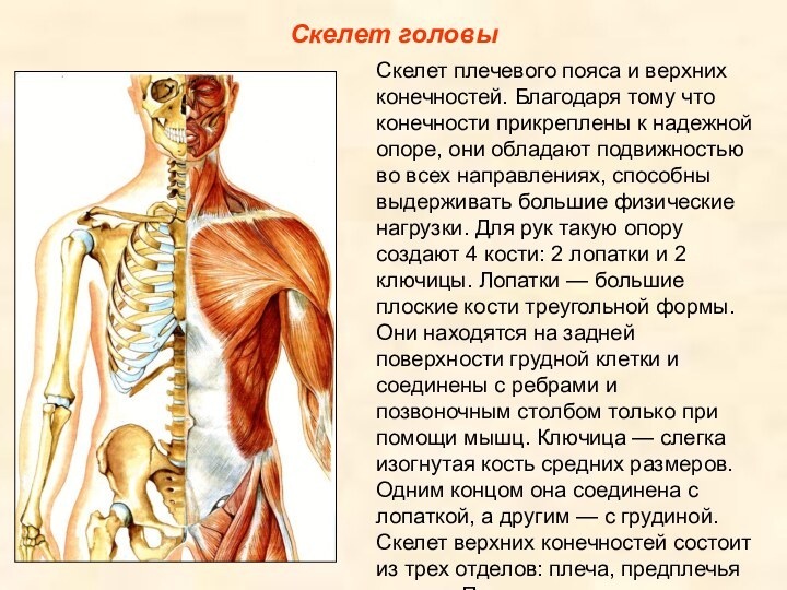 Скелет головыСкелет плечевого пояса и верхних конечностей. Благодаря тому что конечности прикреплены