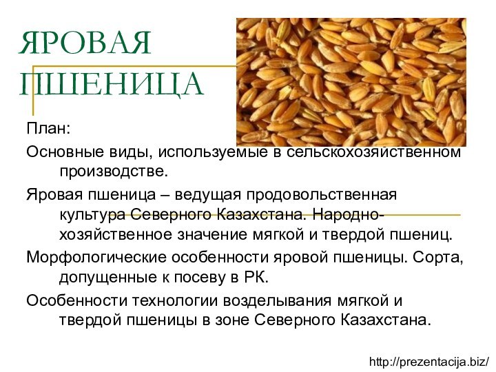 ЯРОВАЯ ПШЕНИЦАПлан:Основные виды, используемые в сельскохозяйственном производстве.Яровая пшеница – ведущая продовольственная культура