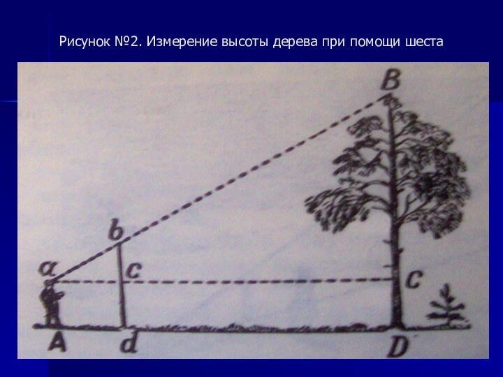 Рисунок №2. Измерение высоты дерева при помощи шеста