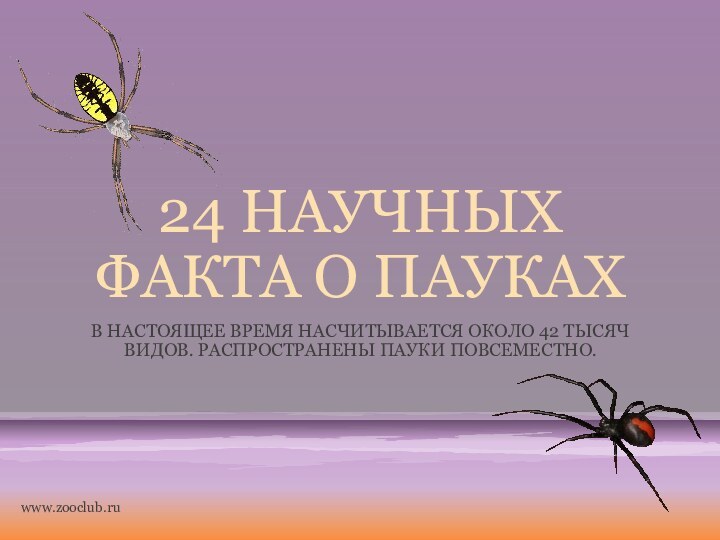 24 НАУЧНЫХ ФАКТА О ПАУКАХВ настоящее время насчитывается около 42 тысяч видов. Распространены пауки повсеместно. www.zooclub.ru
