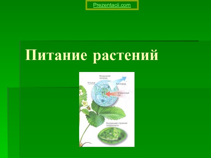 Питание растенийPrezentacii.com