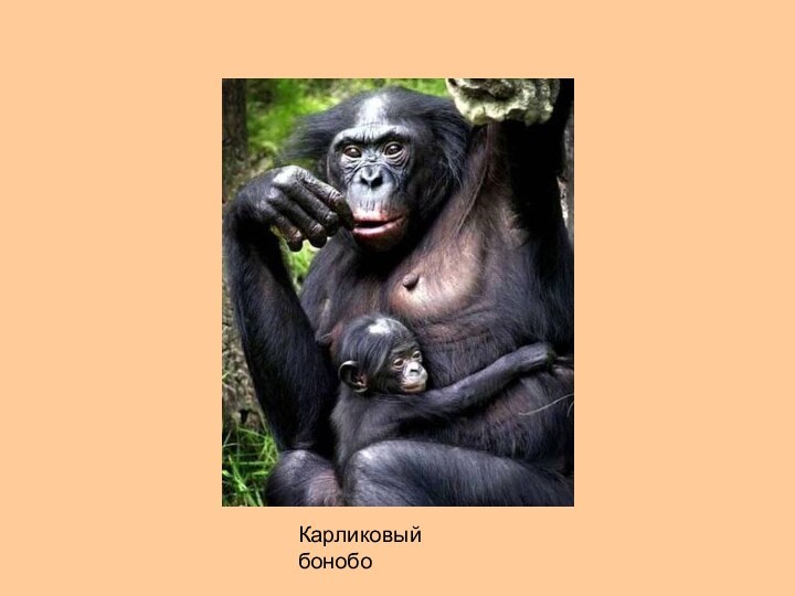 Карликовый бонобо