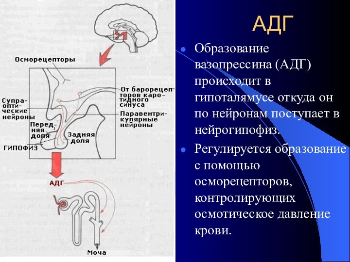 АДГОбразование вазопрессина (АДГ) происходит в гипоталямусе откуда он по нейронам поступает в