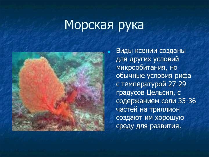 Морская рукаВиды ксении созданы для других условий микрообитания, но обычные условия рифа