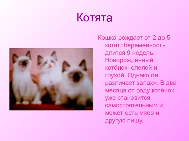 КотятаКошка рождает от 2 до 5 котят; беременность длится 9 недель. Новорождённый