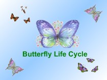 Жизнь бабочки