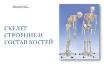 Скелет Строение и Состав костей