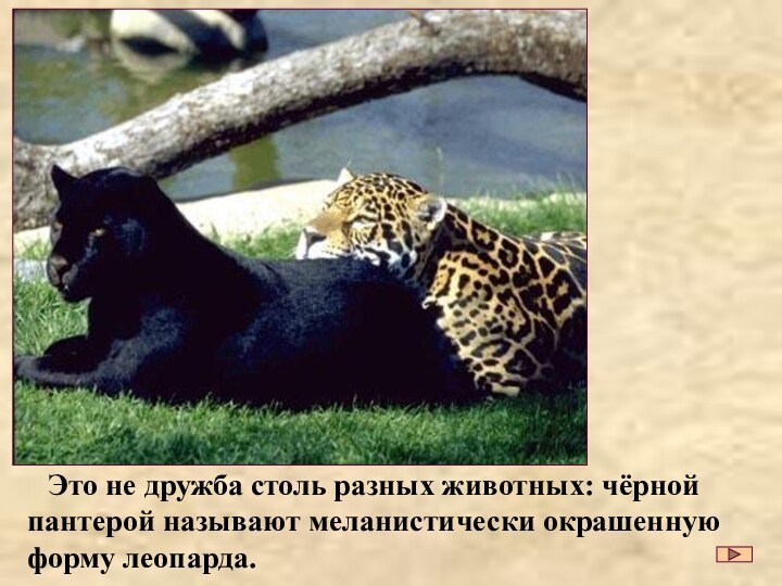 Это не дружба столь разных животных: чёрной пантерой называют меланистически окрашенную форму леопарда.