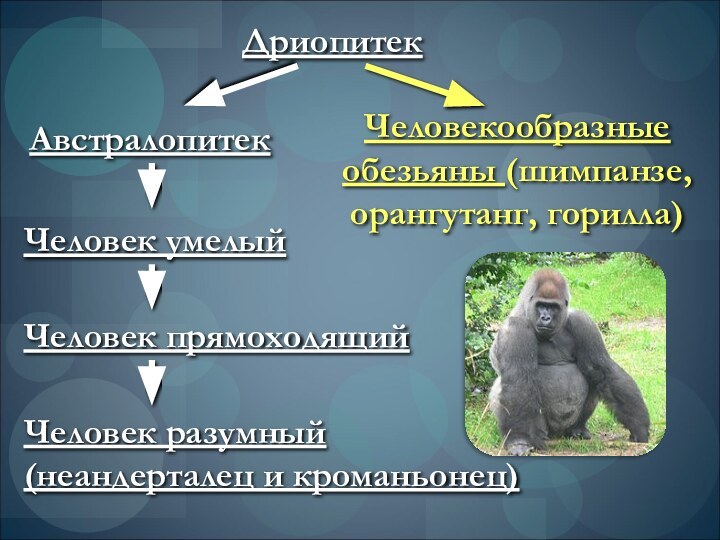 ДриопитекАвстралопитекЧеловек умелыйЧеловек прямоходящийЧеловек разумный (неандерталец и кроманьонец)Человекообразные обезьяны (шимпанзе, орангутанг, горилла)