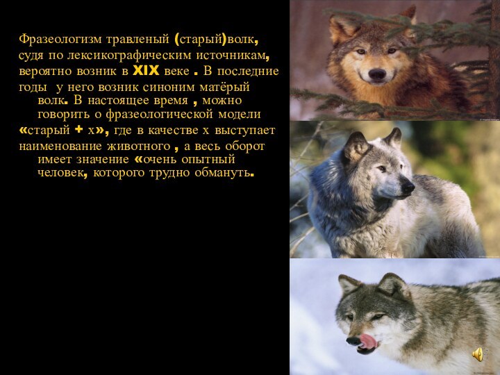 Фразеологизм травленый (старый)волк,судя по лексикографическим источникам,вероятно возник в XIX веке . В