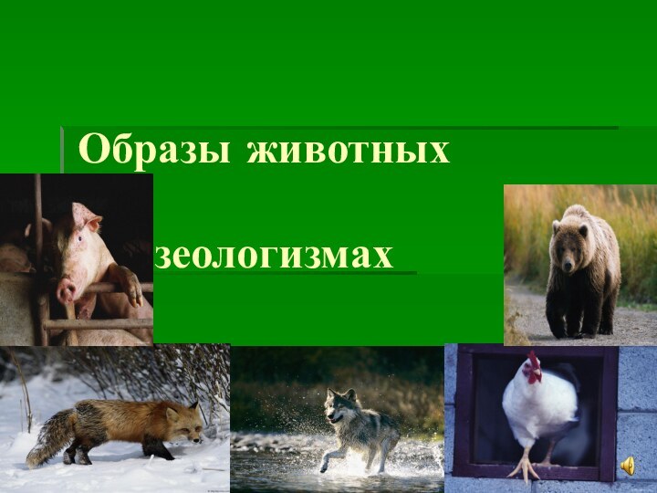Образы животных  во фразеологизмах