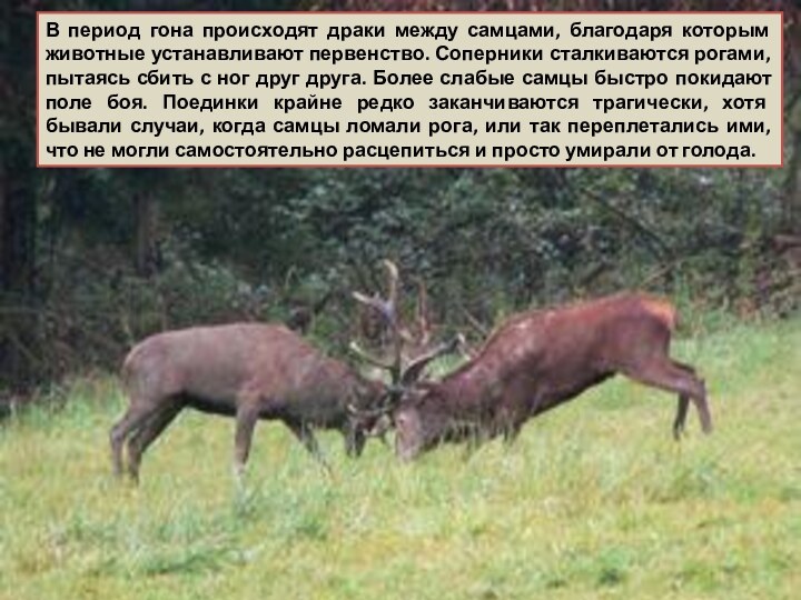 В период гона происходят драки между самцами, благодаря которым животные устанавливают первенство.