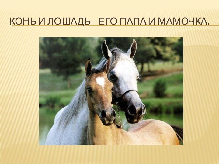 Конь и лошадь– его папа и мамочка.