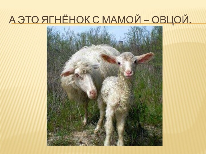 А это ягнёнок с мамой – овцой.