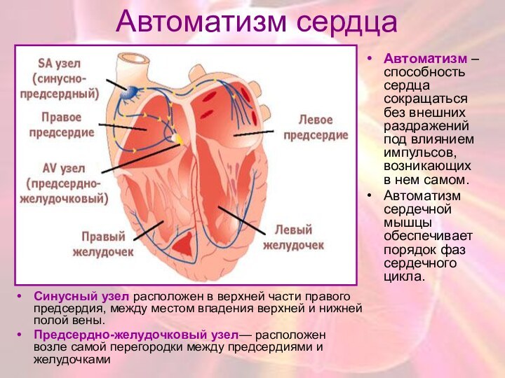 Автоматизм сердцаCинусный узел расположен в верхней части правого предсердия, между местом впадения