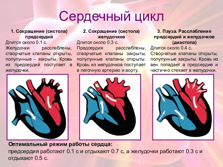 Сердечный цикл1. Сокращение (систола) предсердийДлится около 0.1 с.Желудочки расслаблены, створчатые клапаны открыты,
