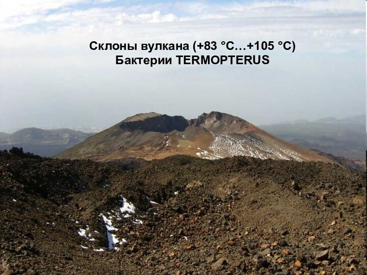 Склоны вулкана (+83 °С…+105 °С)Бактерии TERMOPTERUS