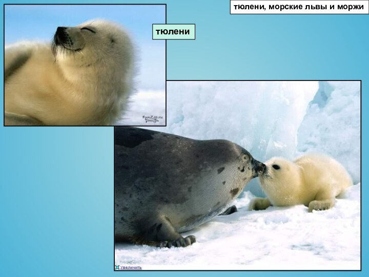тюлени, морские львы и моржитюлени