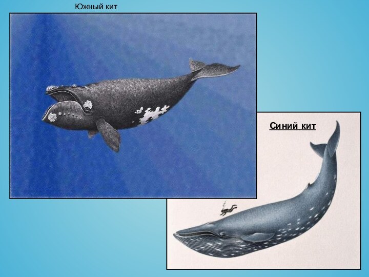 Южный китСиний кит