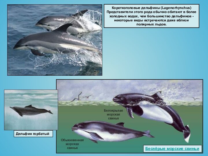 Короткоголовые дельфины (Lagenorhynchus) Представители этого рода обычно обитают в более холодных водах,