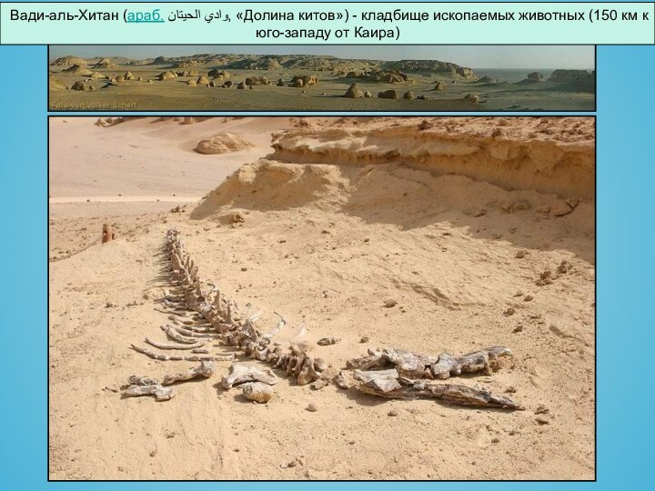 Вади-аль-Хитан (араб. وادي الحيتان‎‎, «Долина китов») - кладбище ископаемых животных (150 км к юго-западу от Каира)