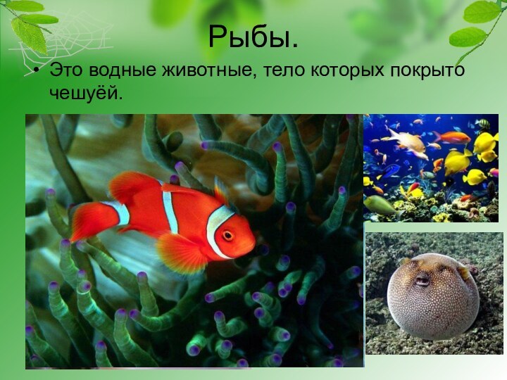Рыбы.Это водные животные, тело которых покрыто чешуёй.