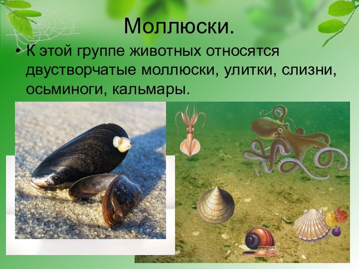 Моллюски.К этой группе животных относятся двустворчатые моллюски, улитки, слизни, осьминоги, кальмары.
