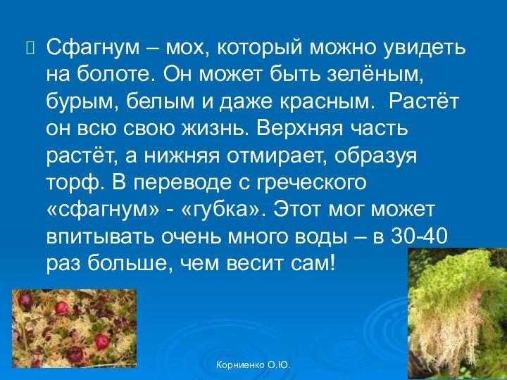 Корниенко О.Ю.Сфагнум – мох, который можно увидеть на болоте. Он может быть