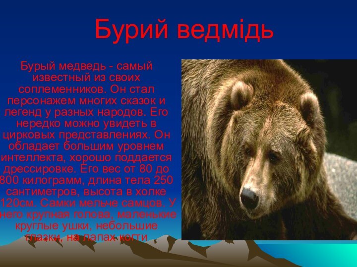 Бурий ведмідьБурый медведь - самый известный из своих соплеменников. Он стал персонажем