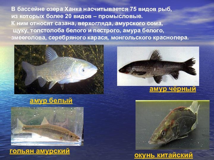 В бассейне озера Ханка насчитывается 75 видов рыб, из которых более 20