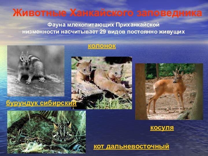Фауна млекопитающих Приханкайской низменности насчитывает 29 видов постоянно живущих Животные Ханкайского заповедникакот дальневосточныйбурундук сибирскийколоноккосуля