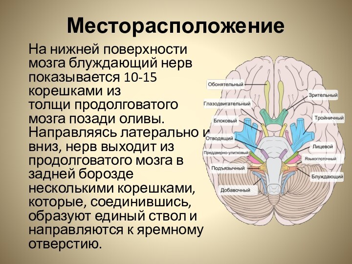 Месторасположение  На нижней поверхности мозга блуждающий нерв показывается 10-15 корешками из