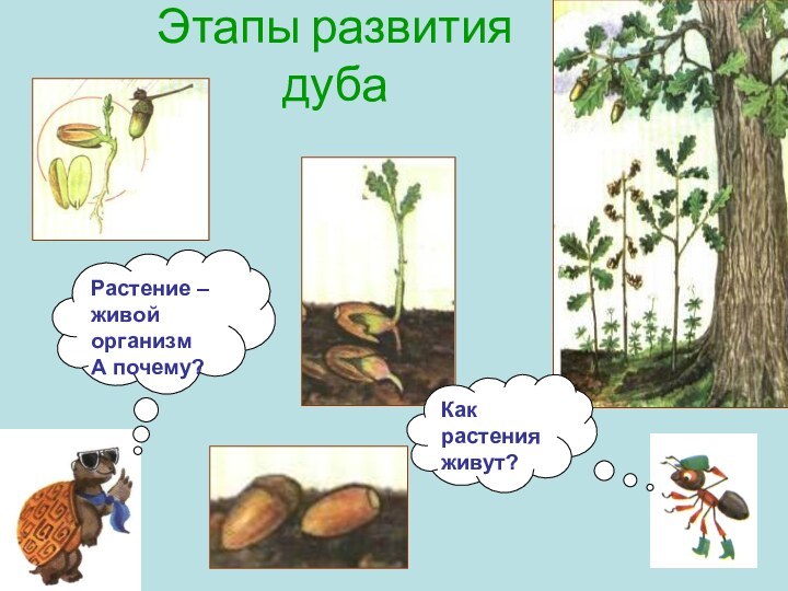 Этапы развития дубаКак растения живут?Растение – живой организм А почему?