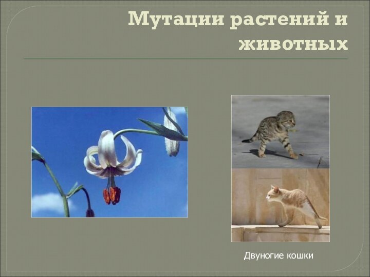 Мутации растений и животныхДвуногие кошки