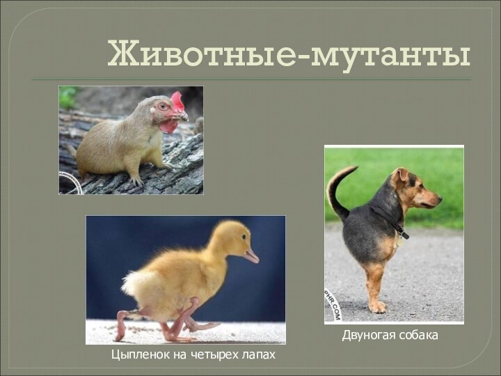 Животные-мутантыДвуногая собакаЦыпленок на четырех лапах