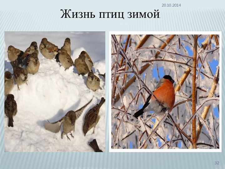 Жизнь птиц зимой.
