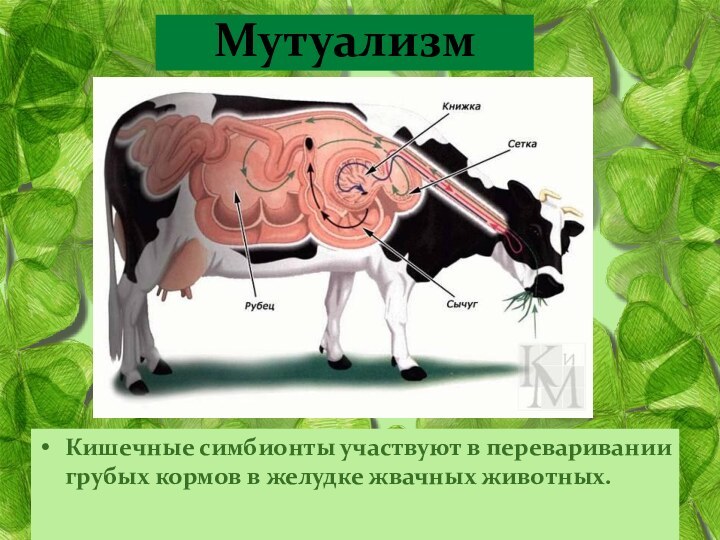 Кишечные симбионты участвуют в переваривании грубых кормов в желудке жвачных животных. Мутуализм