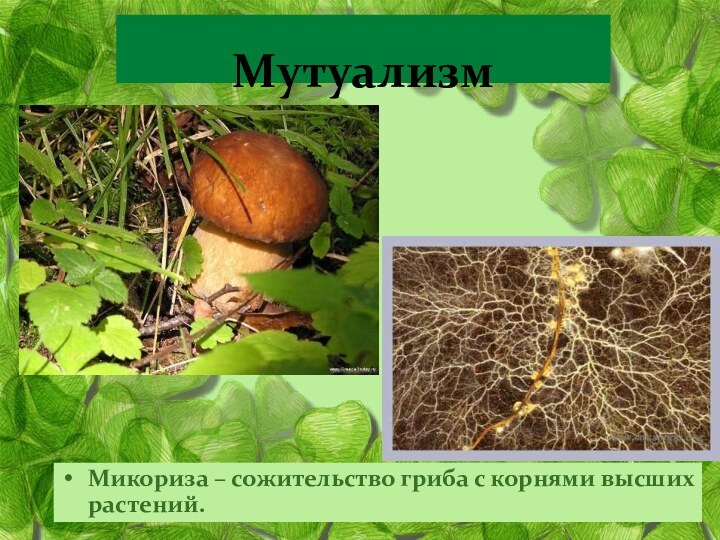 Микориза – сожительство гриба с корнями высших растений. Мутуализм