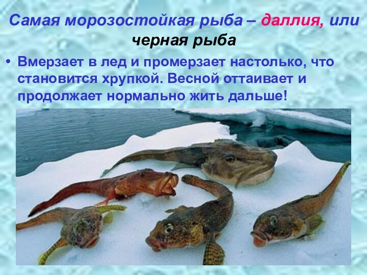 Самая морозостойкая рыба – даллия, или черная рыбаВмерзает в лед и промерзает