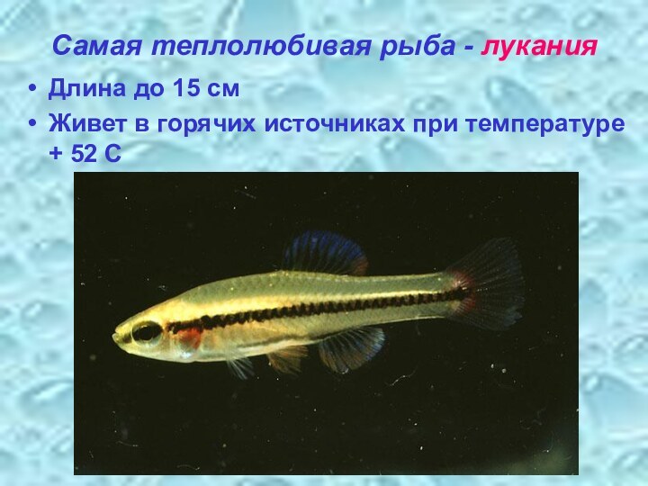 Самая теплолюбивая рыба - луканияДлина до 15 смЖивет в горячих источниках при температуре + 52 С