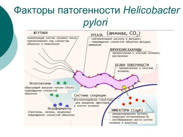 Факторы патогенности Helicobacter pylori (аммиак, СО2)